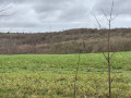 Bois de Champia depuis le Gistru