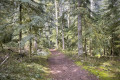 Bois de D&ocirc;le