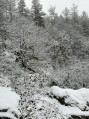 Bois de la Pérouse sous la neige