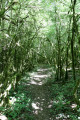 Bois des Dubes avec ses étranges arbres couverts de mousse