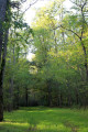 Bois du Grand Chambon, près de Chabris