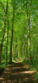 Bois Plant&eacute; &agrave; Bois-Seigneur-Isaac