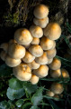 Bolonie de champignons sur une vieille souche