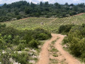 Borie dans les vignes