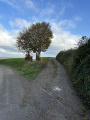 Bouquet d'arbres et banc