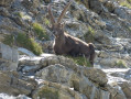 Col de la Cayolle - Refuge du Lac d'Allos