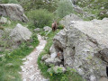 Bouquetin sur le sentier de La Gordolasque