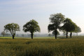 Brumes matinales dans les bocages de Fougerolles