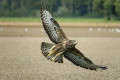 buse variable