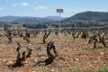 C'est du Bandol !