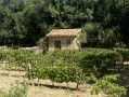 cabane de vigne