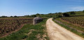 Cabane de vigne