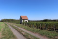 Cabane de vignes entre Fontguenand et Rhône