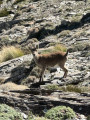 Cabras Monrañes