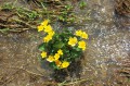 Caltha Palustris