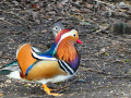 Canard mandarin