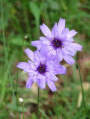 Catananche