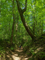 Cathédrale de verdure au Bois de Rochel