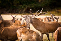 Le brame du cerf à Villaines-la-Gosnais