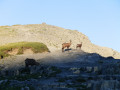 Chamois au Petit Mounier