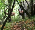 Chamois au point de vue de la Châtelaine