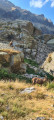 Chamois dans la vallée de la Gordolasque