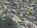 Chamois observateur