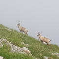 Chamois près de la Sella di Monte Aquila