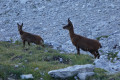 Chamois