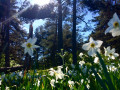 Fleurs à proximité des Chaumasses