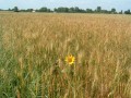 Céréales à Medelle