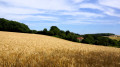 Champ de blé avec une maison