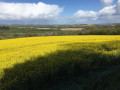 Champ de colza en fleur et panorama sur Aunay-sur-Odon au loin