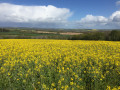 Champ de colza en fleur route des Longrais