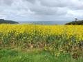 champ de colza et baie de Brehec