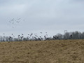 Le sentier des vignes de Bartenheim et Brinckheim