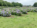 Champ d'hortensias