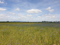 Champs du Biézin