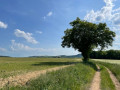 Champs et arbre dans le Morvan