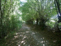 Chemin à l'ombre des arbres