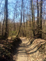 chemin à travers bois