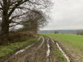 Chemin agricole bordé d'arbres