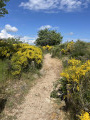 Chemin au milieu des genêts