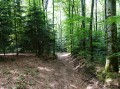 Chemin bien à l'abri dans la forêt