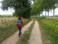 Chemin bordé d'arbres au milieu des herbages