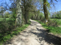 Chemin bordé de chênes