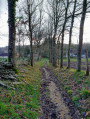 Chemin bordé de grands arbre en pente