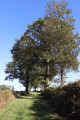 Chemin bordé de haies près de la Tuilerie des Plissons