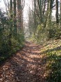 Chemin bordé de hêtres