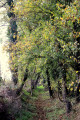 Chemin creux près du Gué de Vèvre